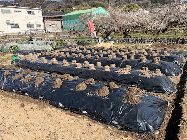 NPO法人小田原食とみどり