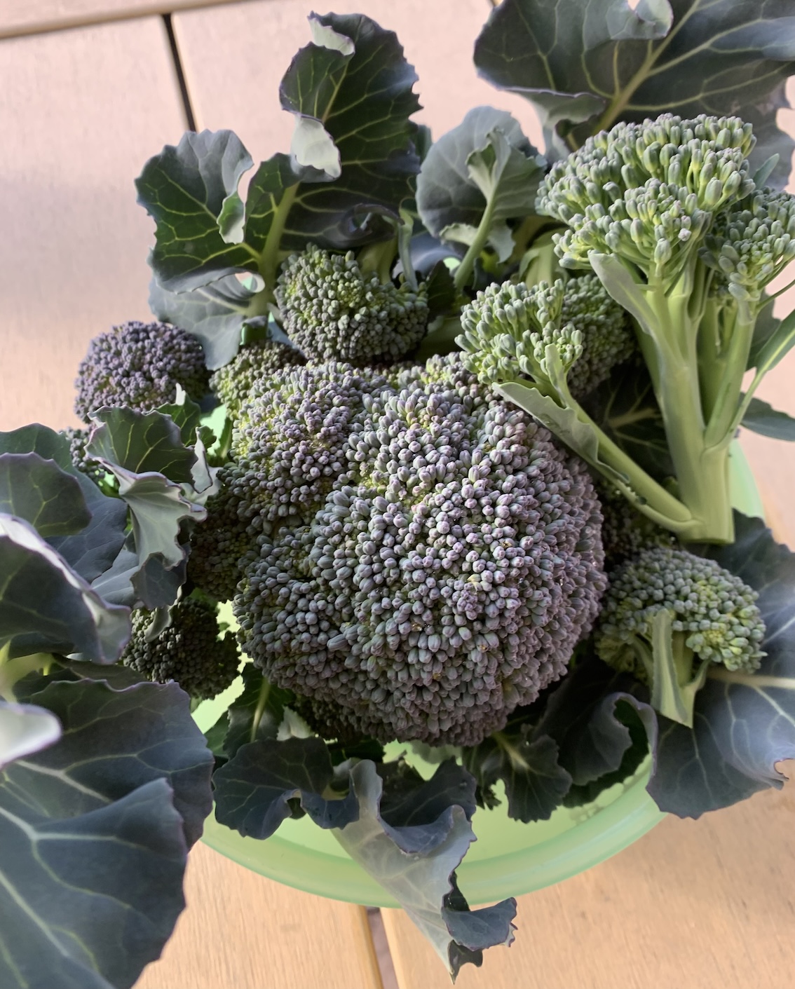 田中稚子/健康菜園アーチ/福岡県大牟田市